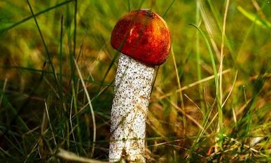 陰茎の頭を増やす効果的な方法